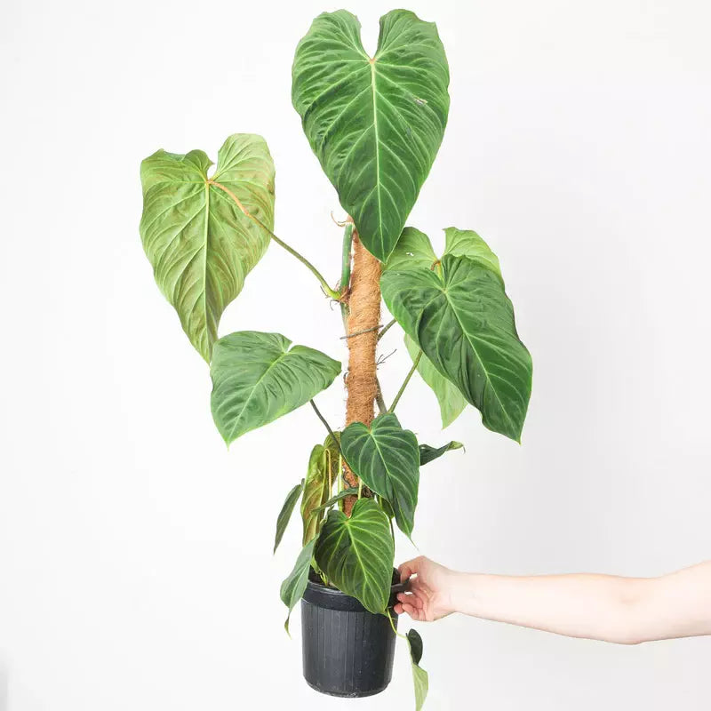 Philodendron 'Splendid' (melanochrysum x verrucosum)- Rare