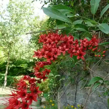 Combretum Coccineum