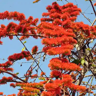 Combretum Coccineum