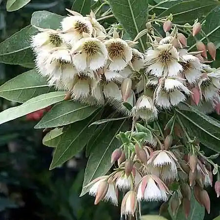 Elaeocarpaceae