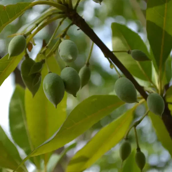 Elaeocarpaceae