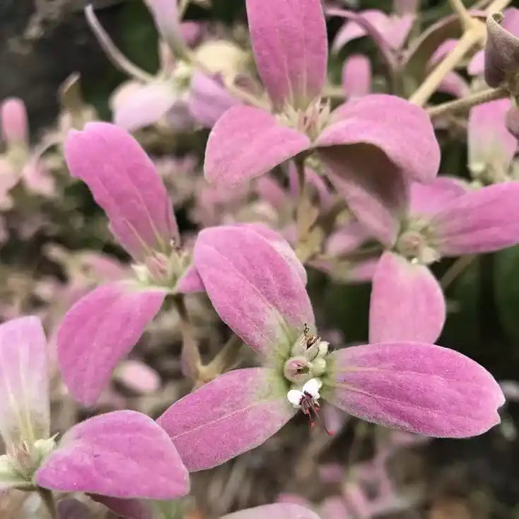 Congea Tomentosa- Pink Petrea