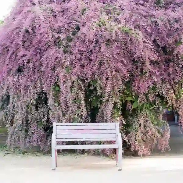 Congea Tomentosa- Pink Petrea