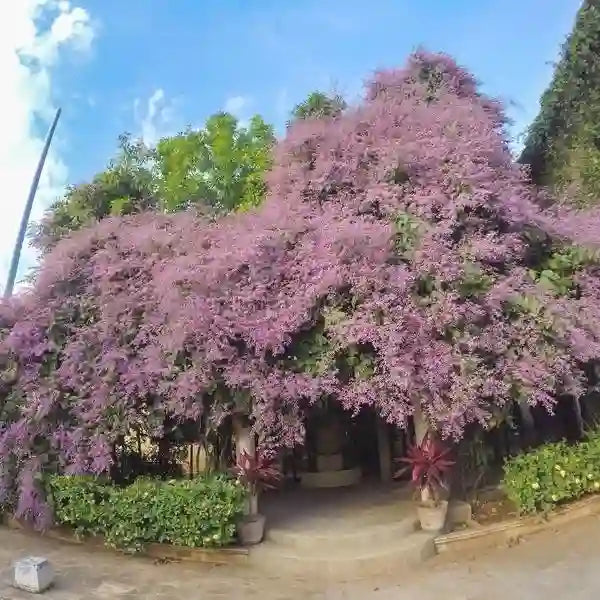 Congea Tomentosa- Pink Petrea