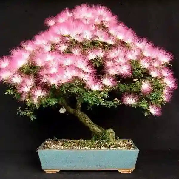 Calliandra Surinam