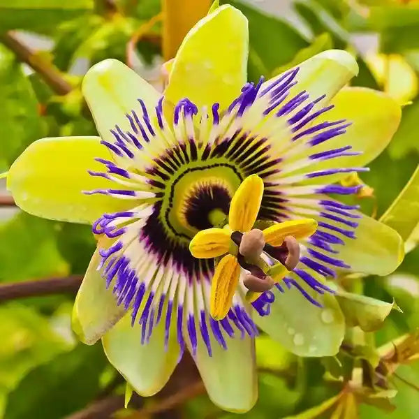 Passiflora Yellow Plant - Passiflora Holosericea, Passion Flower, Krishnakamal