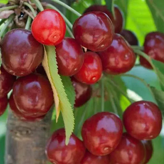 Apple Cherry Plant