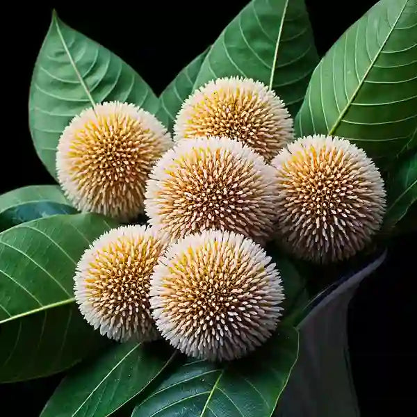 Kadamba Tree