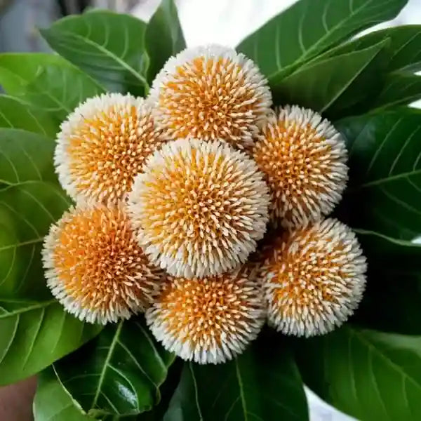 Kadamba Tree