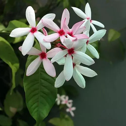 Kopsia Fruticosa Plant