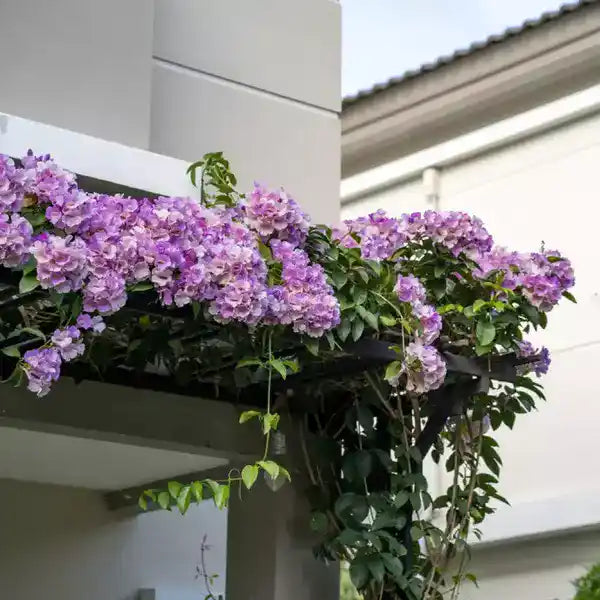 Garlic Vine, Mansoa Alliacea Plant