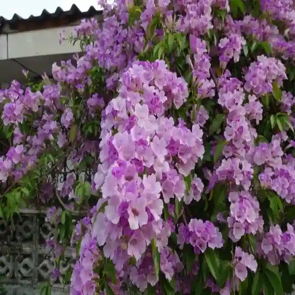 Garlic Vine, Mansoa Alliacea Plant