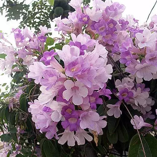 Garlic Vine, Mansoa Alliacea Plant