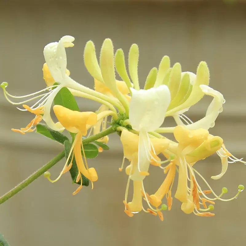 Honeysuckle Vine 'Scentsation'