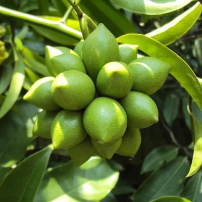 Artabotrys Hexapetalus (Manoranjini Plant)