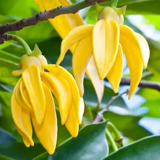 Artabotrys Hexapetalus (Manoranjini Plant)