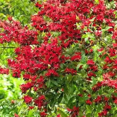 Mickey Mouse Plant