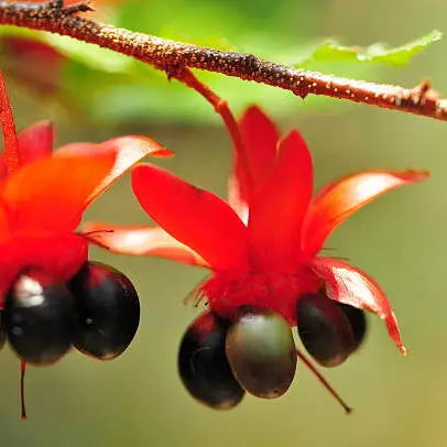 Mickey Mouse Plant