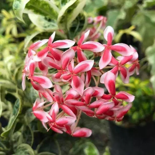 Ixora Variegated - Rare