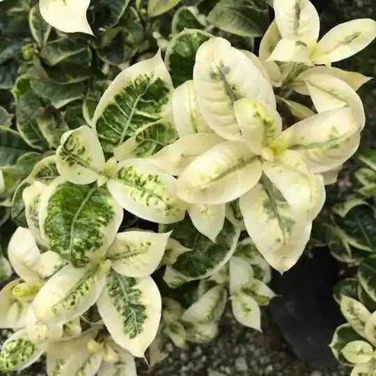 Ixora Variegated - Rare