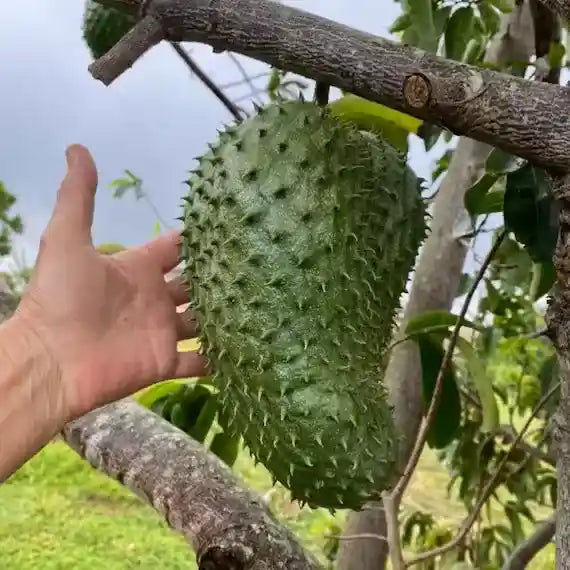 Soursop Tree