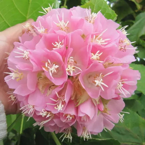 Pink Ball Tree, Dombeya Wallichii