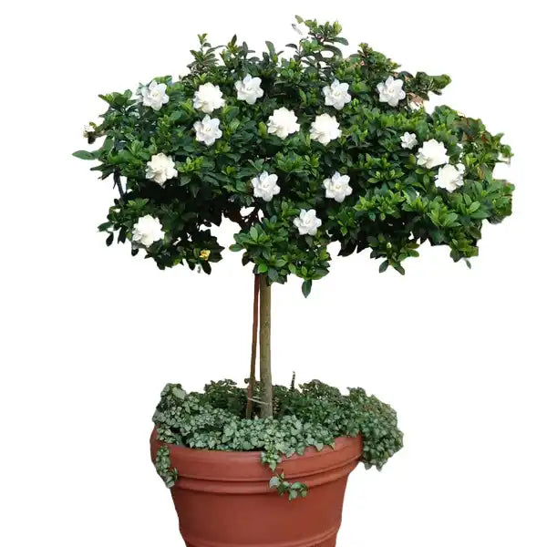 Gardenia, Gandharajan plant