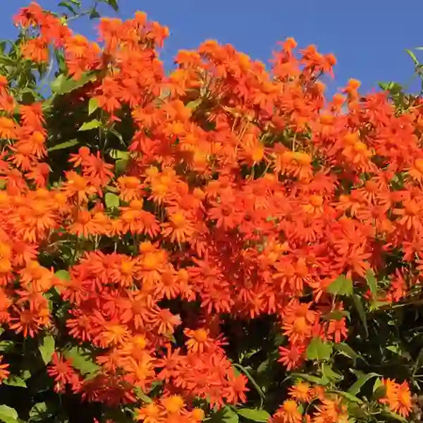 Mexican Flame Vine, Orangeglow Vine