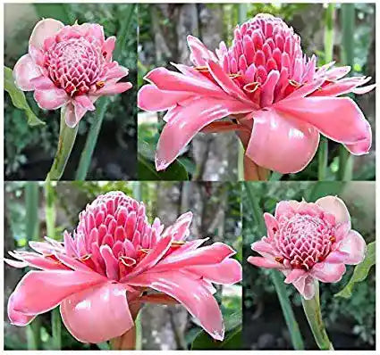 PINK TORCH GINGER