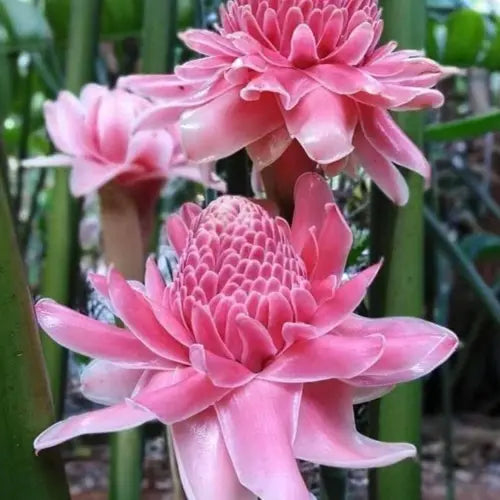 PINK TORCH GINGER