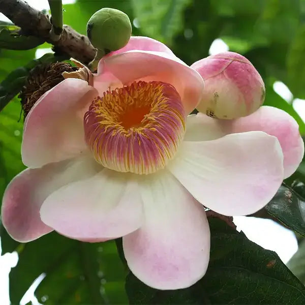 Gustavia Augusta, Lotus Tree, Heaven lotus