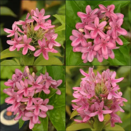 Pink Ruspolia Plant