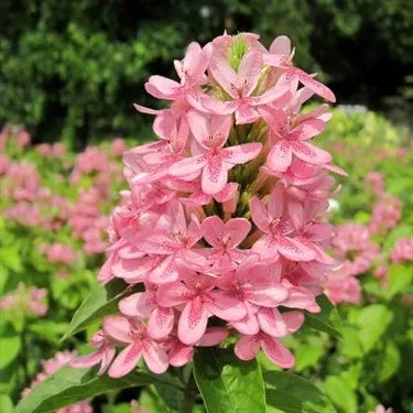 Pink Ruspolia Plant