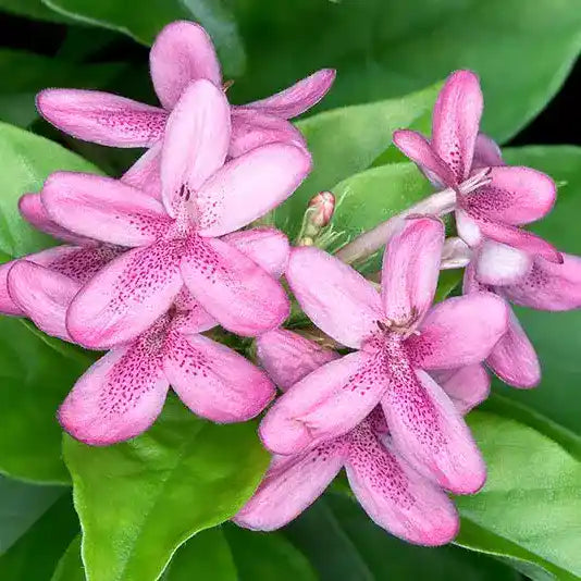 Pink Ruspolia Plant