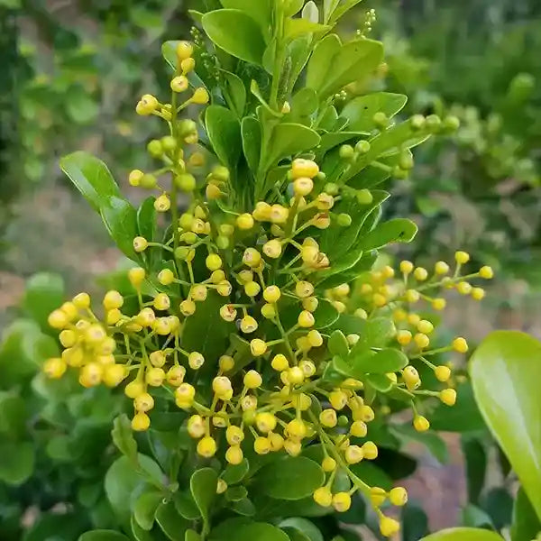 Chinese Perfume Plant