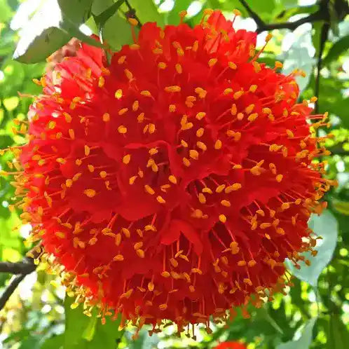 Brownea Macrophylla
