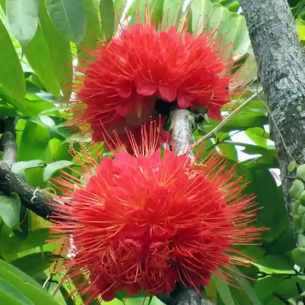 Brownea Macrophylla