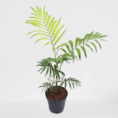 Parlor Palm (Chamaedorea elegans) - Single Shoot