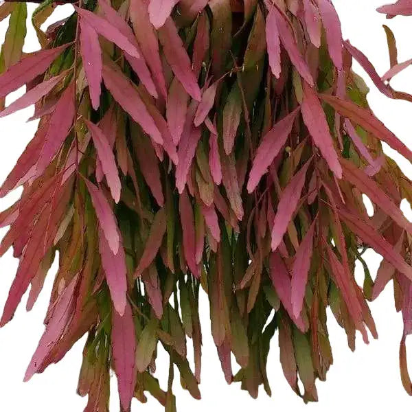 Pseudorhipsalis Ramulosa, Red Mistletoe Cactus
