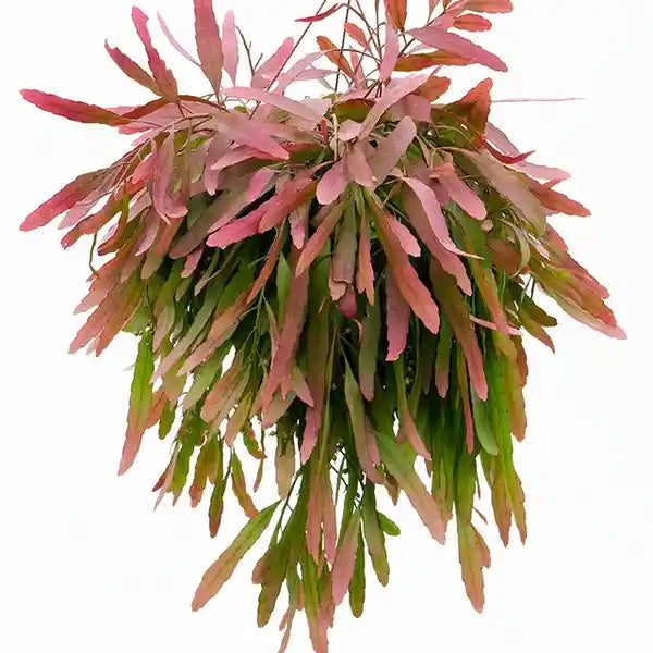 Pseudorhipsalis Ramulosa, Red Mistletoe Cactus