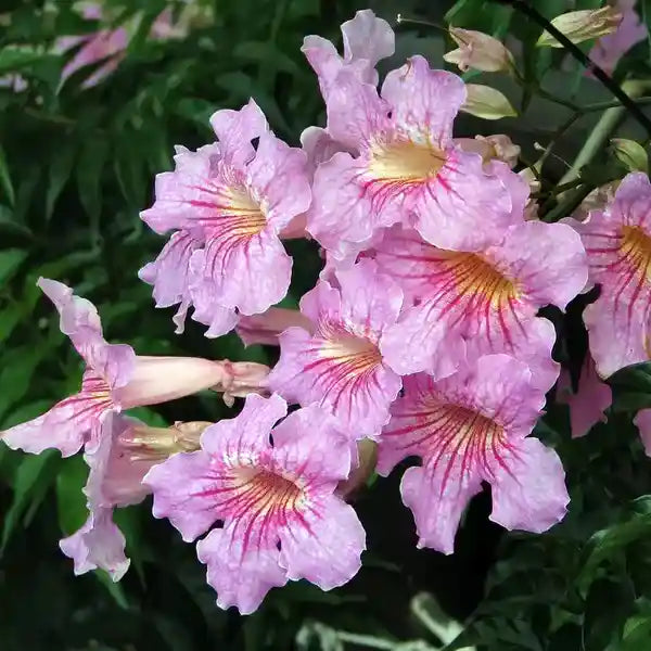 Podranea Ricasoliana, Pink trumpet vine