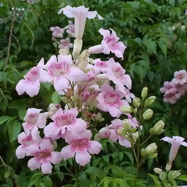 Podranea Ricasoliana, Pink trumpet vine