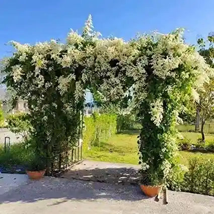 Manimulla, Zinfandel, White Lilac