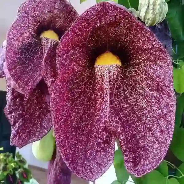 Aristolochia Gigantea 'Brasiliensis' Pelican Flower aka Brazilian Dutchman's Pipe