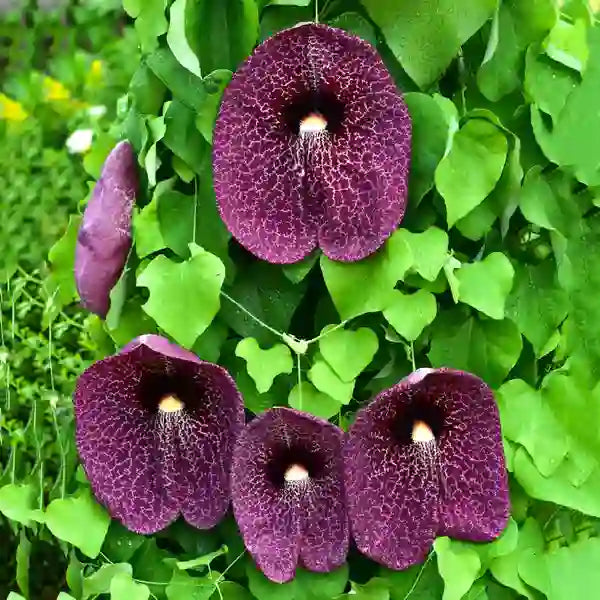 Aristolochia Gigantea 'Brasiliensis' Pelican Flower aka Brazilian Dutchman's Pipe