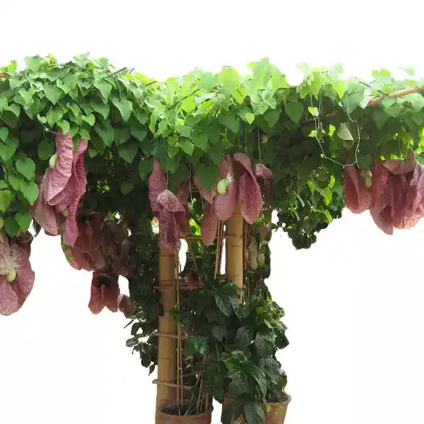 Aristolochia Gigantea 'Brasiliensis' Pelican Flower aka Brazilian Dutchman's Pipe