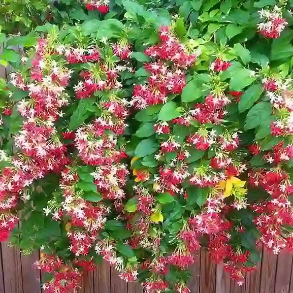 Madhumalti Creeper New Double Petals Rangoon Creeper Combretum Indicum Live Plant Flowers Creeper With Fragrance