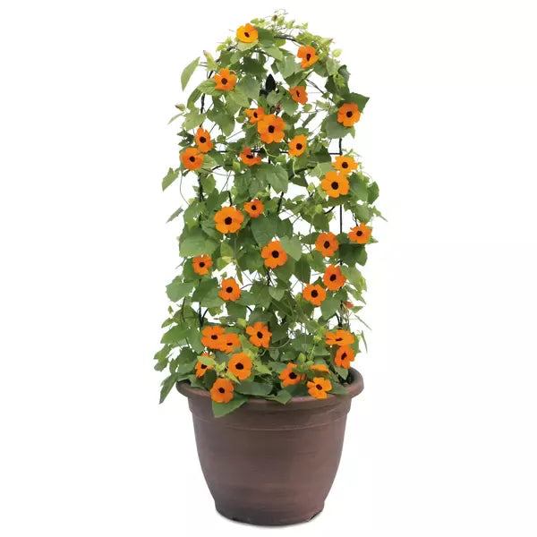 Black-Eyed Susan Vine, Thunbergia alata 'SunEyes Terracotta'