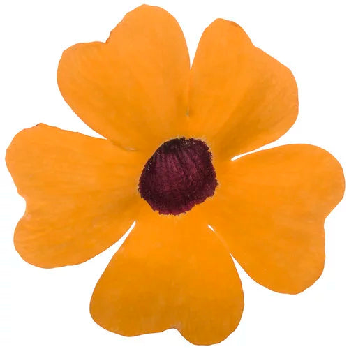Black-Eyed Susan Vine, Thunbergia alata 'SunEyes Terracotta'