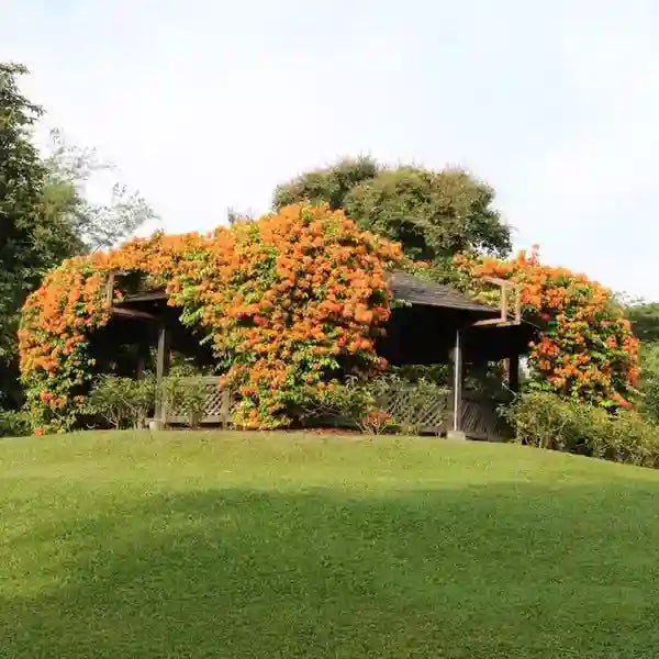 Bauhinia Coccinea Plant